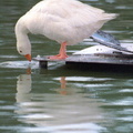 LosAlamos duck