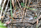 Tucson MtLemon toad