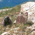 Wheeler marmott