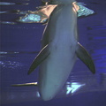 vegas03 dolphin1b