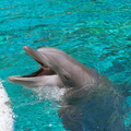 vegas03 dolphin3