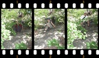 IMG 1465 67 Mike Katye Jeff sliding down hill Film