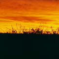 SunsetPlants.jpg