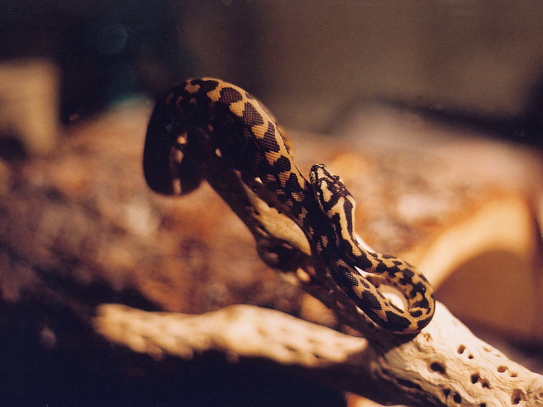 Colin snake02