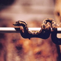 Colin snake05