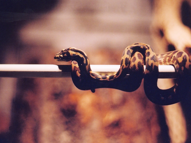 Colin snake05