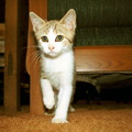 kitten