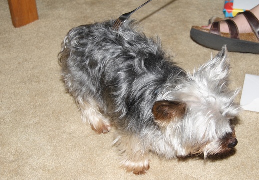 Aniversarathersday 40