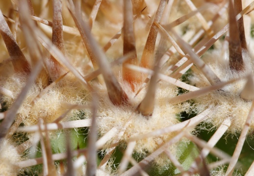 Annibirtherfathersday-2010 021