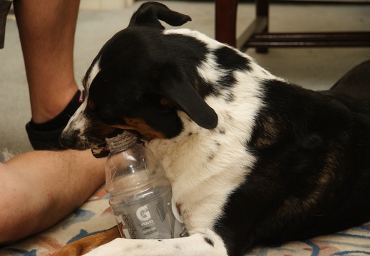 Annibirtherfathersday-2010 095