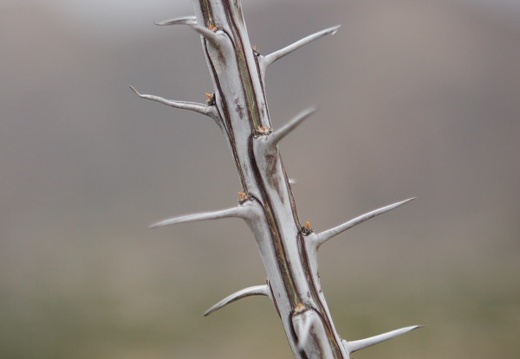 Christmas08 Tucson 039