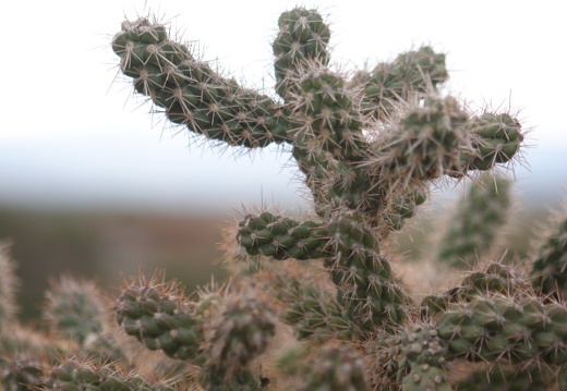 Christmas08 Tucson 044