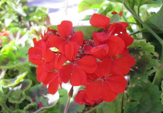 GMemorial Beckys 112