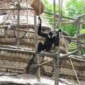 G12 IMG 5187