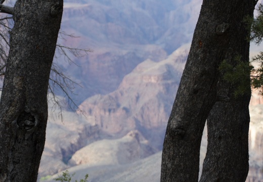 GrandCanyon2007 215 17 Pano CanyonTrees1