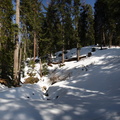 Jeff_038_40_Pano_Snow_and_trees_from_MK_road.jpg