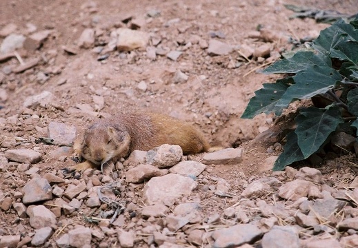 TucsonDesertMuseum04232005 09
