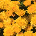 IMG 7958
