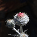 IMG 8563