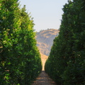 IMG 8881