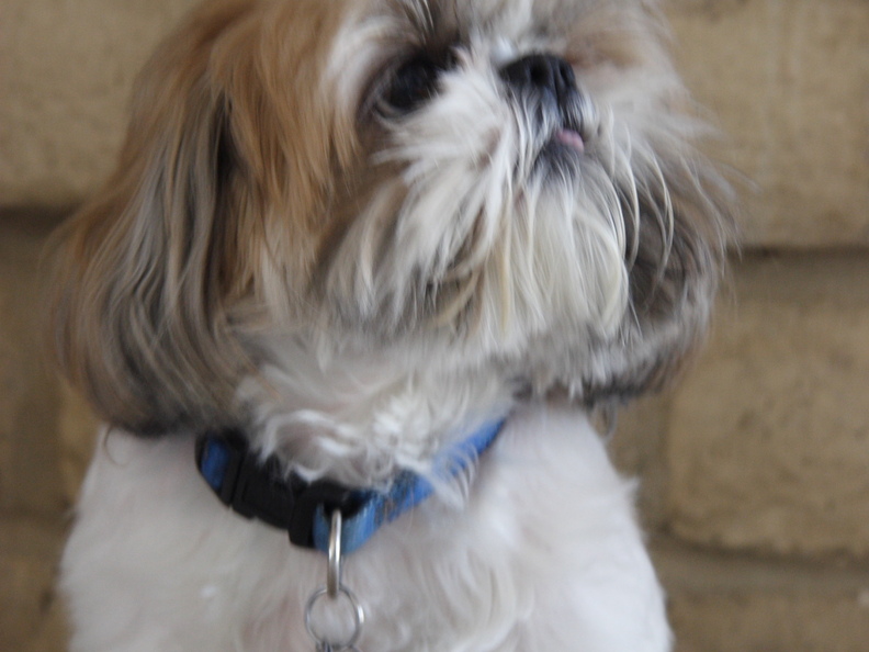 Thanksgiving2009 013